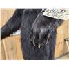Image 6 : Black Bear Full Body Taxidermy Mount