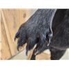 Image 7 : Black Bear Full Body Taxidermy Mount
