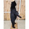 Image 8 : Black Bear Full Body Taxidermy Mount