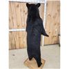 Image 9 : Black Bear Full Body Taxidermy Mount