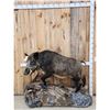 Image 1 : BIG Wild Russian Boar Hog Full Body Taxidermy Mount