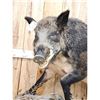 Image 2 : BIG Wild Russian Boar Hog Full Body Taxidermy Mount