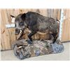 Image 3 : BIG Wild Russian Boar Hog Full Body Taxidermy Mount