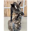 Image 4 : BIG Wild Russian Boar Hog Full Body Taxidermy Mount