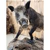 Image 6 : BIG Wild Russian Boar Hog Full Body Taxidermy Mount