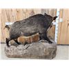 Image 7 : BIG Wild Russian Boar Hog Full Body Taxidermy Mount