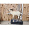 Image 1 : Alaskan Dall Sheep Full Body Taxidermy Mount