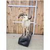 Image 2 : Alaskan Dall Sheep Full Body Taxidermy Mount