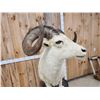 Image 3 : Alaskan Dall Sheep Full Body Taxidermy Mount