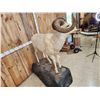 Image 4 : Alaskan Dall Sheep Full Body Taxidermy Mount