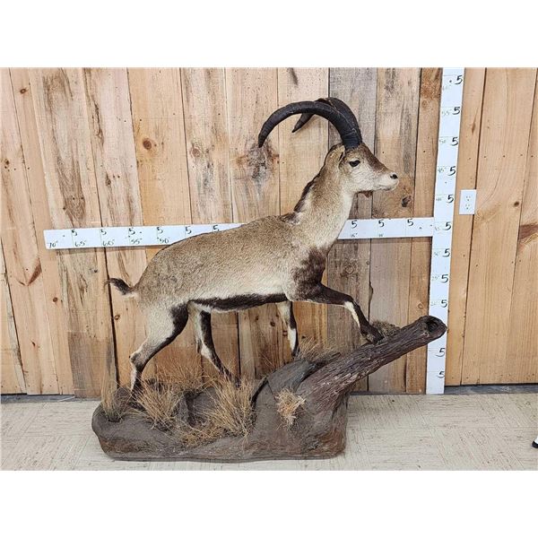 Ronda Ibex Full Body Taxidermy Mount