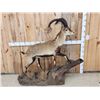 Image 1 : Ronda Ibex Full Body Taxidermy Mount