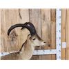 Image 2 : Ronda Ibex Full Body Taxidermy Mount