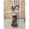 Image 3 : Ronda Ibex Full Body Taxidermy Mount