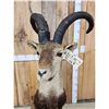 Image 4 : Ronda Ibex Full Body Taxidermy Mount
