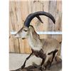 Image 5 : Ronda Ibex Full Body Taxidermy Mount