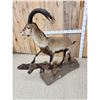 Image 6 : Ronda Ibex Full Body Taxidermy Mount