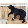 Image 1 : Black Bear Full Body Taxidermy Mount