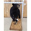 Image 3 : Black Bear Full Body Taxidermy Mount