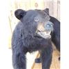 Image 4 : Black Bear Full Body Taxidermy Mount