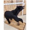 Image 5 : Black Bear Full Body Taxidermy Mount