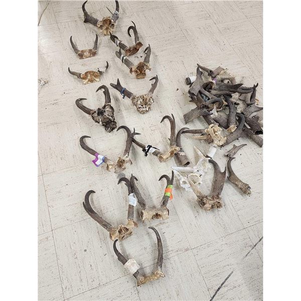Pronghorn Antelope Horns & Skulls Lot Taxidermy