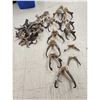 Image 3 : Pronghorn Antelope Horns & Skulls Lot Taxidermy