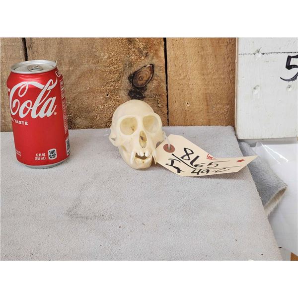 Crested Guenon Monkey Skull Taxidermy