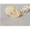 Image 3 : Crested Guenon Monkey Skull Taxidermy
