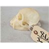 Image 4 : Crested Guenon Monkey Skull Taxidermy