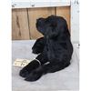 Image 3 : Reproduction Black Lab Puppy Full Body Taxidermy Mount
