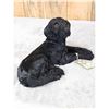 Image 4 : Reproduction Black Lab Puppy Full Body Taxidermy Mount