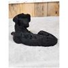 Image 5 : Reproduction Black Lab Puppy Full Body Taxidermy Mount