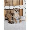 Image 1 : Bobcat Full Body Taxidermy Mount