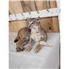 Image 3 : Bobcat Full Body Taxidermy Mount