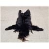 Image 1 : Tanned Black Bear Skin Taxidermy