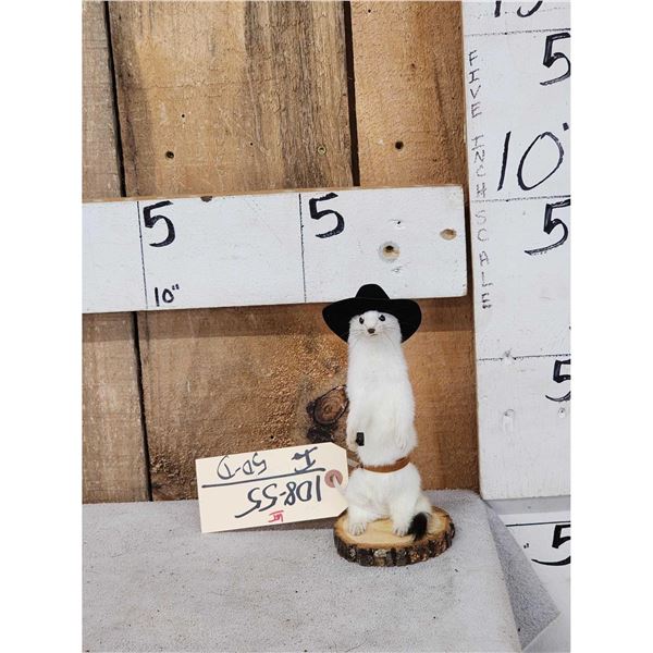 Sheriff Weasel Taxidermy Mount