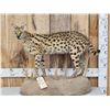 Image 1 : African Serval Cat Full Body Taxidermy Mount