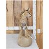 Image 3 : African Serval Cat Full Body Taxidermy Mount