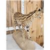 Image 4 : African Serval Cat Full Body Taxidermy Mount