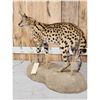 Image 5 : African Serval Cat Full Body Taxidermy Mount