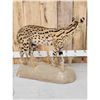 Image 6 : African Serval Cat Full Body Taxidermy Mount