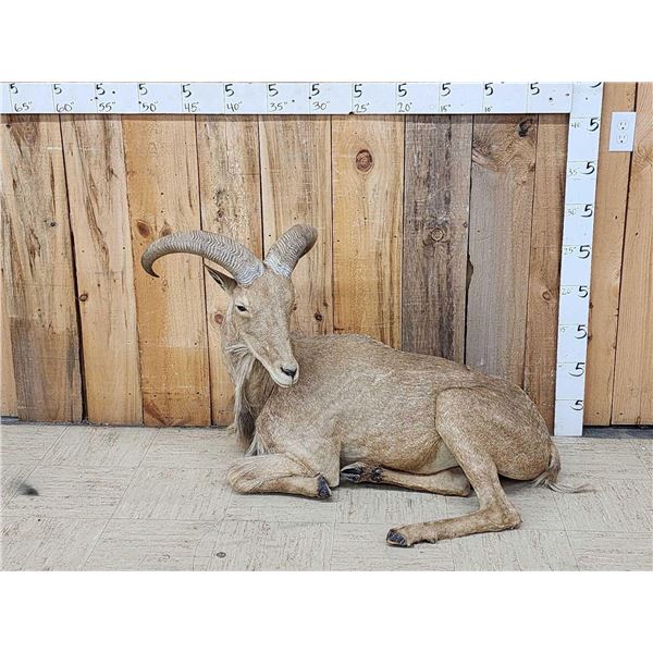 Aoudad Or Barbary Sheep Full Body Taxidermy Mount