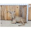 Image 1 : Aoudad Or Barbary Sheep Full Body Taxidermy Mount