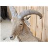 Image 3 : Aoudad Or Barbary Sheep Full Body Taxidermy Mount