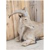 Image 4 : Aoudad Or Barbary Sheep Full Body Taxidermy Mount