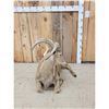 Image 5 : Aoudad Or Barbary Sheep Full Body Taxidermy Mount