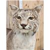 Image 4 : Bobcat Full Body Taxidermy Mount