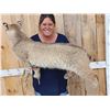 Image 5 : Bobcat Full Body Taxidermy Mount
