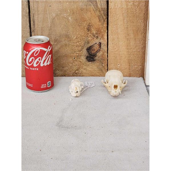 African Cape Fox & European Hedge Hog Skulls Taxidermy